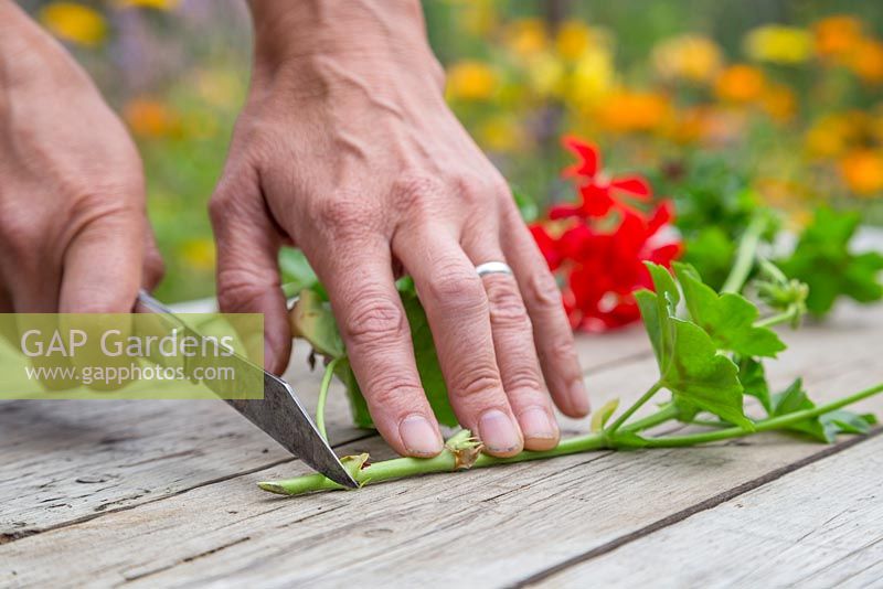 Using a sharp knife remove the bottom of the Pelargonium cutting below the plant node