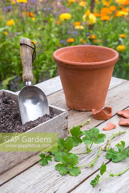 Materials required for planting semi-ripe cuttings of Pelargonium 'Villetta Red' Toscana series