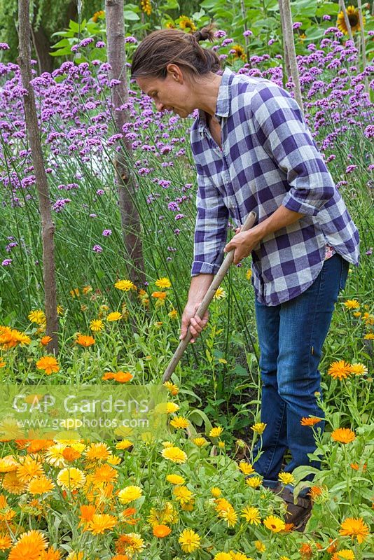 A woman raking the soil between borders of Calendula officinalis and Verbena bonariensis