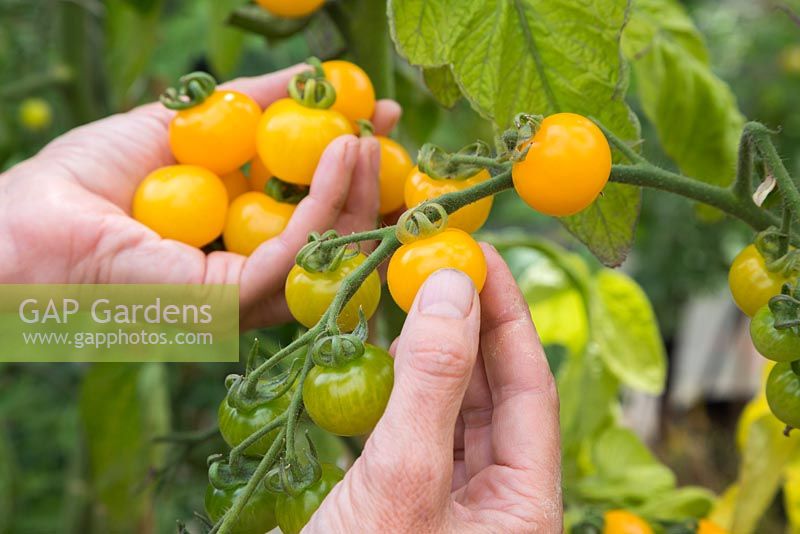 Harvesting Tomato 'Sungold' - Lycopersicon lycopersicum