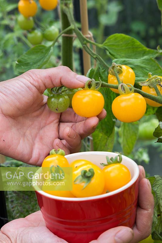 Harvesting Tomato 'Sungold' - Lycopersicon lycopersicum