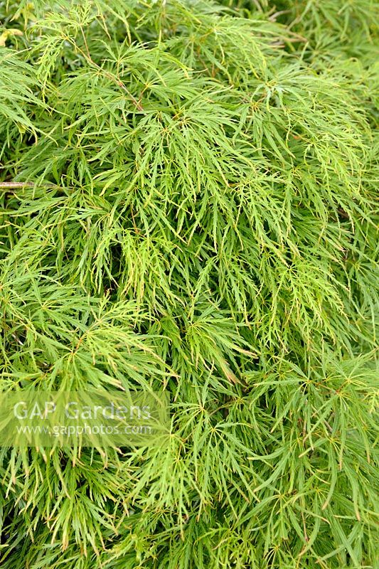 Acer palmatum dissectum 'Viridis'