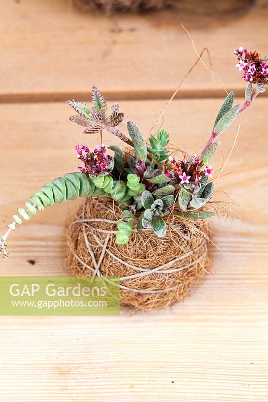 Succulent with root ball in wrapped in basket of organic material