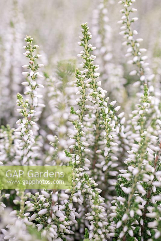 Calluna vulgaris 'Madonna' Garden Girls Series