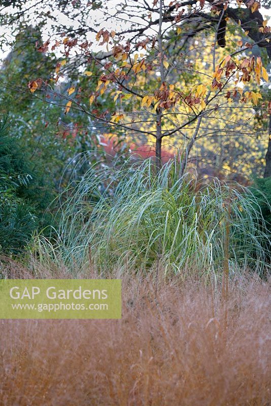 Border with grasses including Molina caerulea subsp. caerula 'Poul Petersen', Cryptomeria japonica Araucarioides Group and Prunus 'Shirotae' in November.