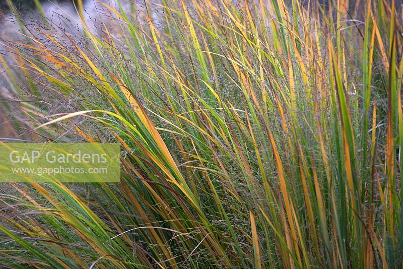 Panicum virgatum 'Northwind' in November.