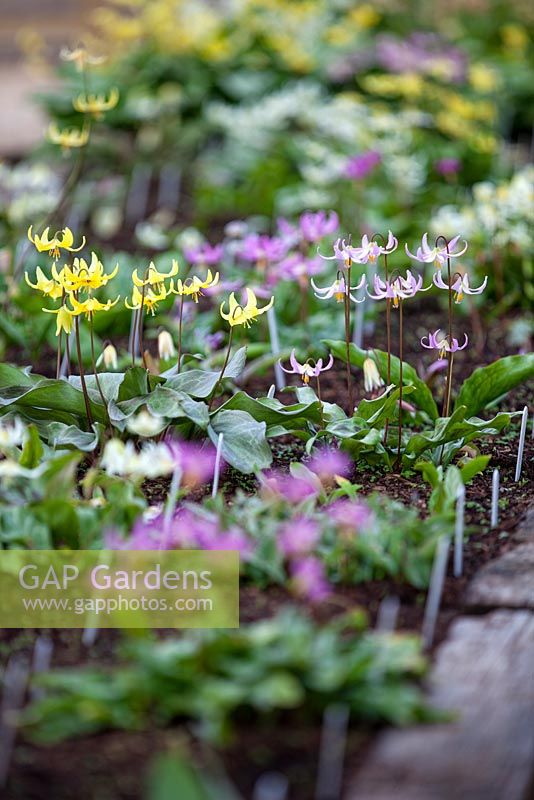 Erythronium Sundisc and Erythronium Miss Jessop in raised beds at the National collection of Erythronium at R V Roger Ltd. near Pickering, Yorkshire.