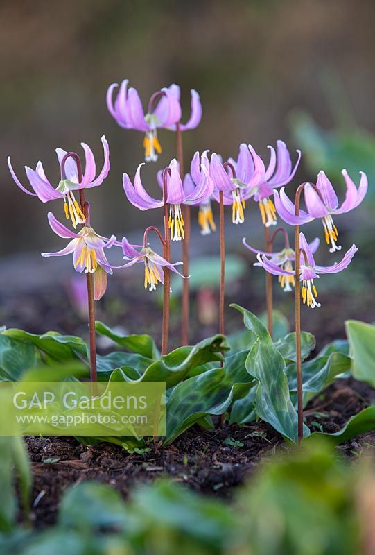 Erythronium revolutum 'Rose Beauty' American Trout Lily, Trout Lily.
