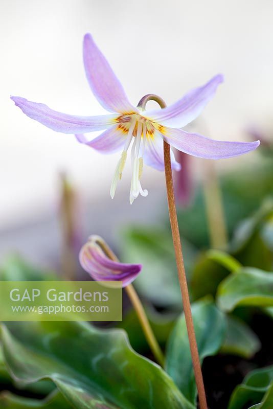 Erythronium revolutum, American Trout Lily, Trout Lily. Perennial, April. Plant portrait of pink flower.