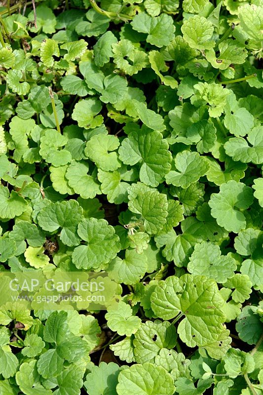 Glechoma hederacea - Ground-Ivy