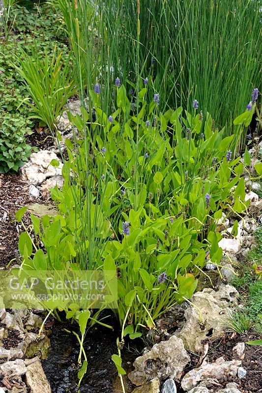 Pontederia cordata - Pickerel Weed