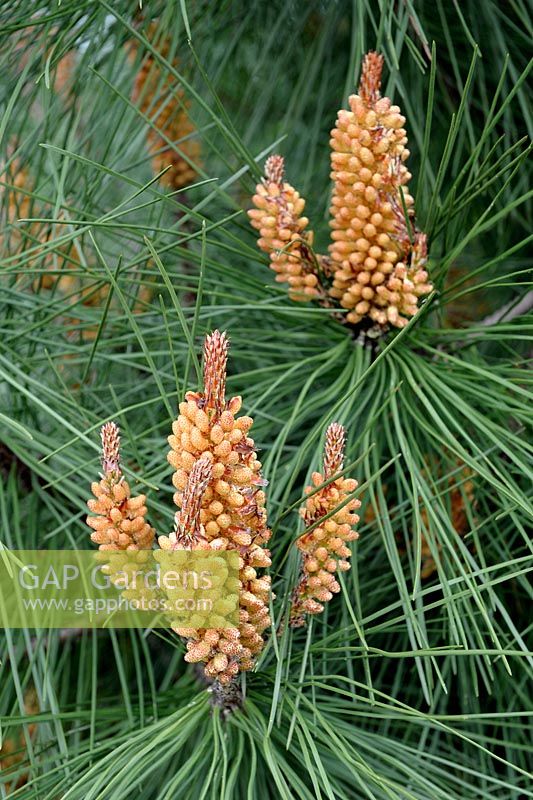 Pinus pinaster - Cluster Pine male cones