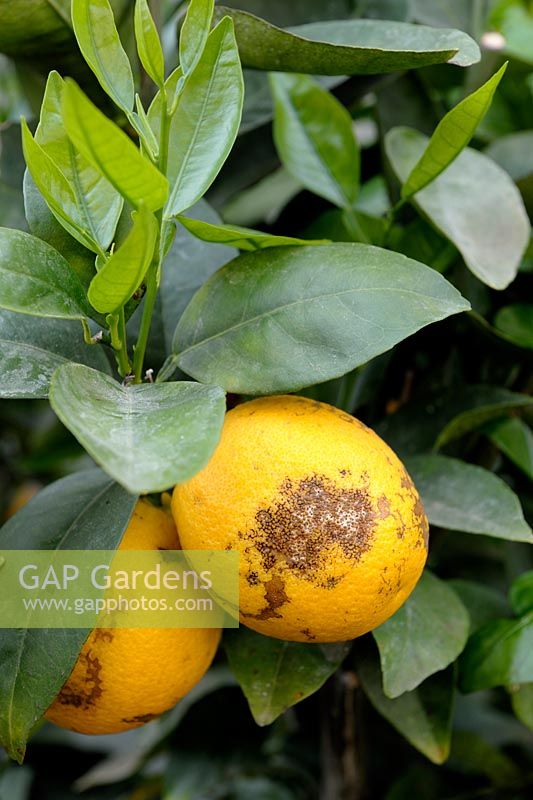 Phyllocoptruta oleivora - Citrus rust mite damage on an Orange