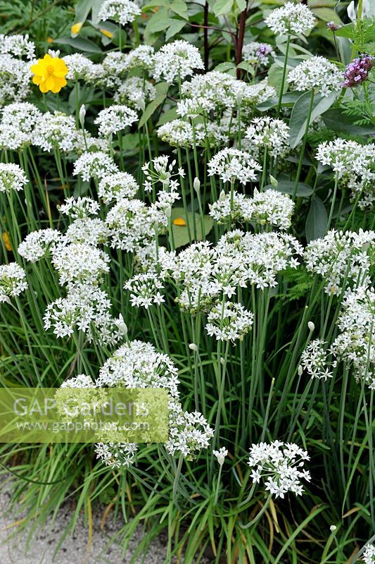 Allium tuberosum - Chinese Chive