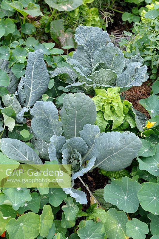 Intercropping - Cabbage with Nasturtium