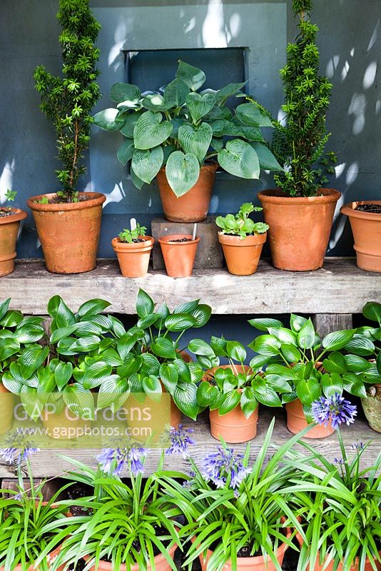 Wooden staging of plant Theatre with terracotta pots of hosta, agapanthus and Yew. The Ridler Garden, Swansea, South Wales. July. Designed and created by Tony Ridler