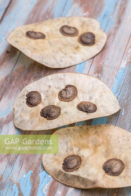 Honesty seed heads against blue wooden surface