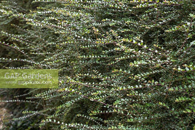 A Privet hedge in need of a trim