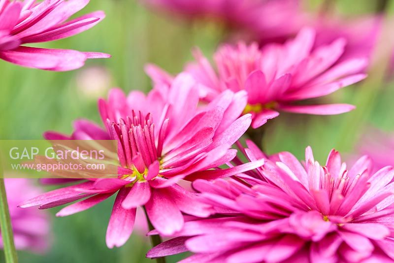 Argyranthemum frutescens Daisy Crazy 'Summersong Dark Rose' - May