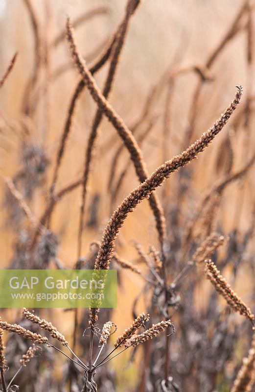 Veronicastrum virginicum 'Temptation'