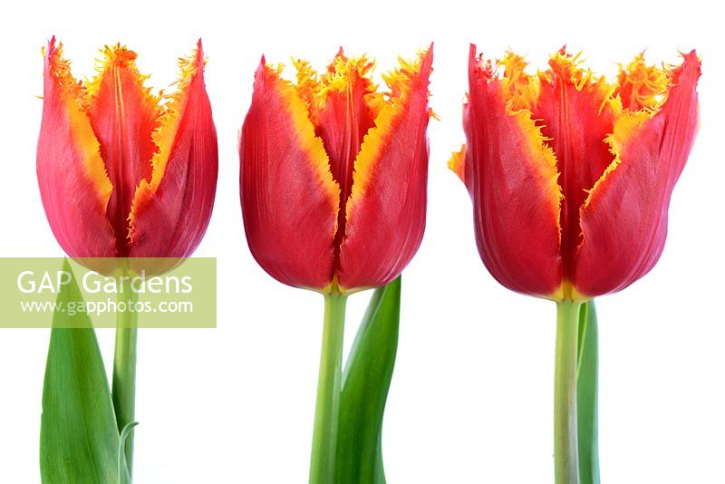 Tulipa 'Davenport' - Fringed Group 
