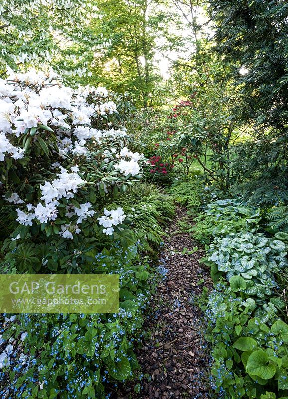 Bark path leading through spring woodland featuring Rhododendron, Brunnera macrophylla and Allium ursinum - May, Scalabrin Laube Garten, Switzerland
