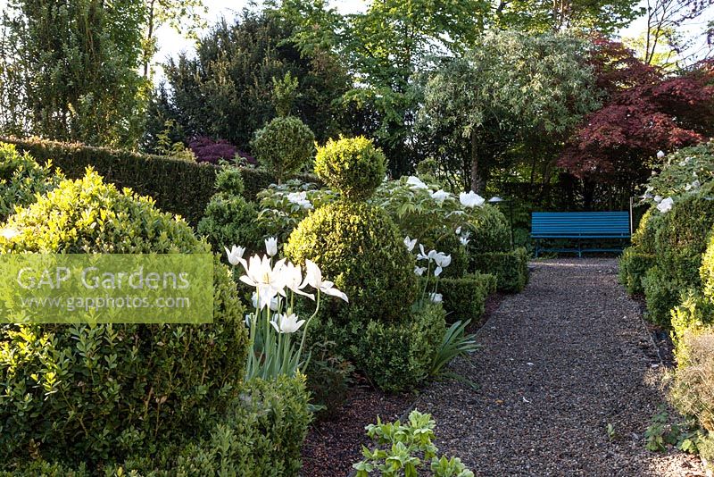 Box topiary garden with white tulips and gravel path leading to a blue bench backed by Pyrus salicifolia 'Pendula' and Acer palmatum - May, Scalabrin Laube Garten, Switzerland