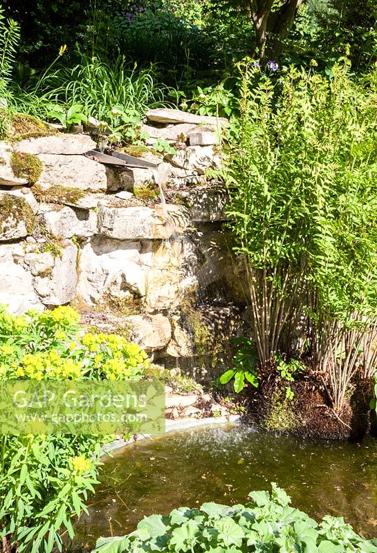 Small pond and fountain planted with Osmunda regalis, Euphorbia pallustris and Alchemilla mollis - May, Scalabrin Laube Garten, Switzerland
