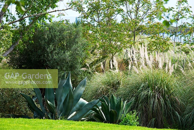 Agave ferox and pampas grass beside the lawn. La Case Biviere, Near Lentini, Sicily
