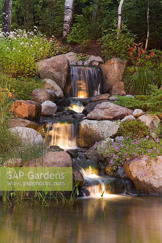 Illuminated manmade cascading waterfall and pond with Typha minima - Dwarf Cattails, Pontederia cordata - Pickerel Weed bordered by purple Geranium 'Rozanne' and white Lysimachia clethroides - Gooseneck Loosestrife flowers in backyard garden in summer at dusk