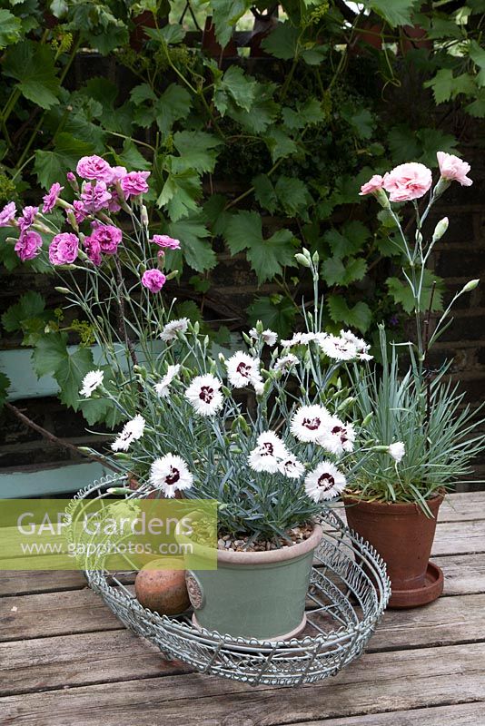 Dianthus 'Stargazer' Single fringed white blooms with a deep maroon eye Dianthus 'Doris' and Dianthus 'Moulin Rouge' growing in pots displayed in wire basket on table 