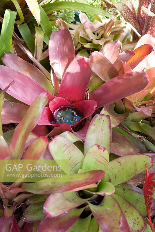 Neoregelia in bloom with water collected in centre of plant perennial Bromeliads used as colourful ground cover in Brisbane Queensland Australia subtropical area