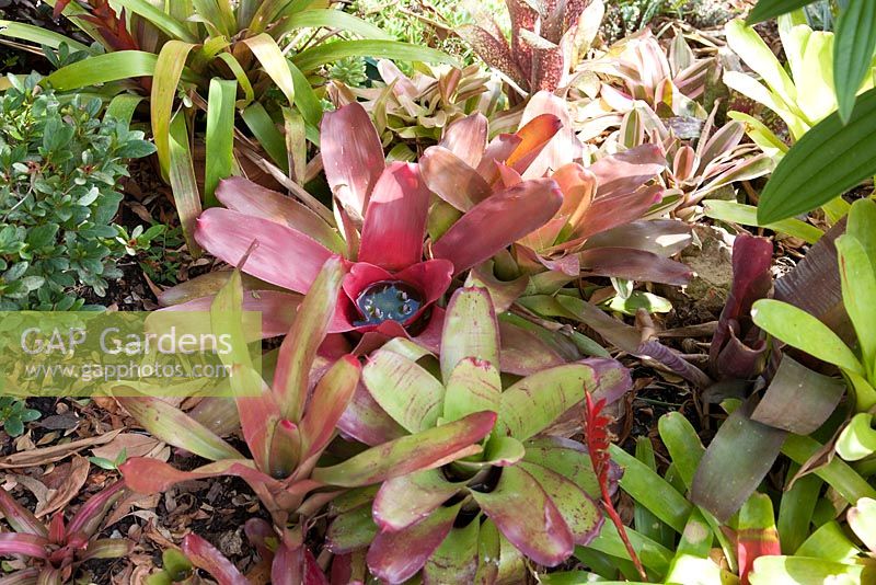 Neoregelia in bloom with water collected in centre of plant perennial. Bromeliads used as colourful ground cover. Brisbane, Queensland Australia - subtropical area