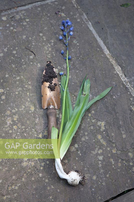 Hyacinthoides hispanica - Spanish Bluebell showing the large bulb. Weed growing in London town garden, May threat to native spring flowering bluebell 