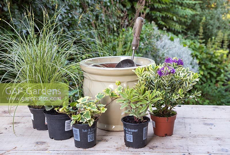 Planting an autumnal container with a variegated colour scheme. Featuring Carex brunnea 'Gold Strips', Euphorbia x martinii 'Ascot Rainbow', Hedera helix 'Golden Kolibri', Ornamental cabbage - Brassica oleracea and Hebe addenda Variegated