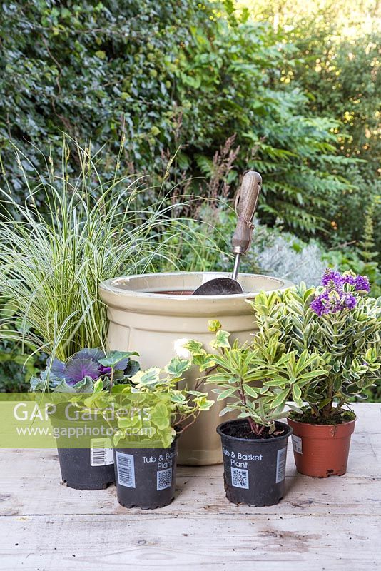 Ingredients required to plant up an Autumnal container with a Variegated colour scheme. Featuring Carex brunnea 'Gold Strips', Euphorbia x martinii 'Ascot Rainbow', Hedera helix 'Golden Kolibri', Ornamental cabbage - Brassica oleracea and Hebe addenda Variegated