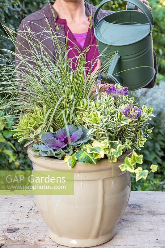 Watering an Autumnal container featuring Carex brunnea 'Gold Strips', Euphorbia x martinii 'Ascot Rainbow', Hedera helix 'Golden Kolibri', Ornamental cabbage - Brassica oleracea, Hebe addenda Variegated and Ajuga reptans 'Golden Beauty'