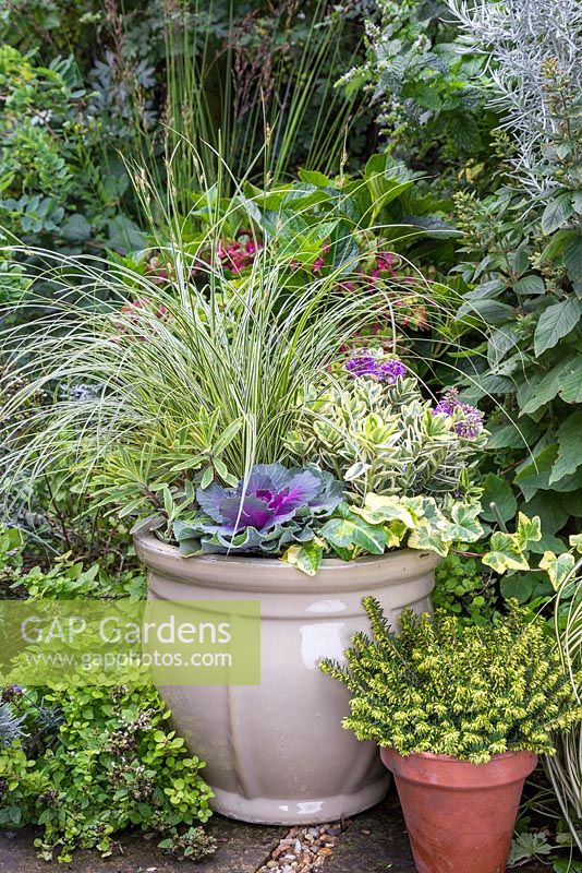 An autumnal container with a variegated colour scheme. Featuring Carex brunnea 'Gold Strips', Euphorbia x martinii 'Ascot Rainbow', Hedera helix 'Golden Kolibri', Ornamental cabbage - Brassica oleracea and Hebe addenda Variegated