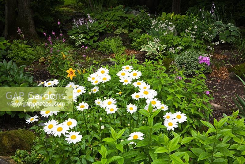 Border with white Leucanthemum x superbum 'Becky' - Daisy, yellow Hemerocallis 'Bonanza' - Daylily flowers in backyard garden in summer