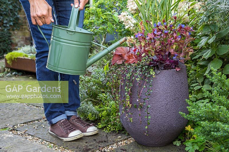 Watering Autumnal container featuring Heuchera 'CoCo' Little Cuties series, Heuchera 'Blondie' Little Cuties series, Ceratostigma plumbaginoides, Mitchella repens and Panicum virgatum 'Shenandoah'