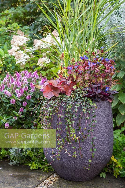 Autumnal container featuring Heuchera 'CoCo' Little Cuties series, Heuchera 'Blondie' Little Cuties series, Ceratostigma plumbaginoides, Mitchella repens and Panicum virgatum 'Shenandoah'