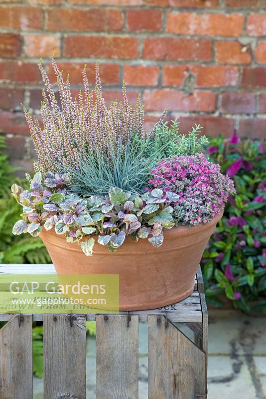 Autumnal container featuring Sedum cauticola, Hebe, Ajuga reptans 'Burgundy Glow', Festuca glauca and Calluna vulgaris