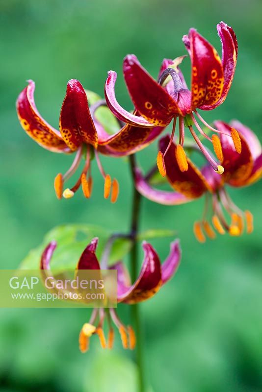 Lilium 'Claude Shride' - mid summer - RHS Wisley Garden