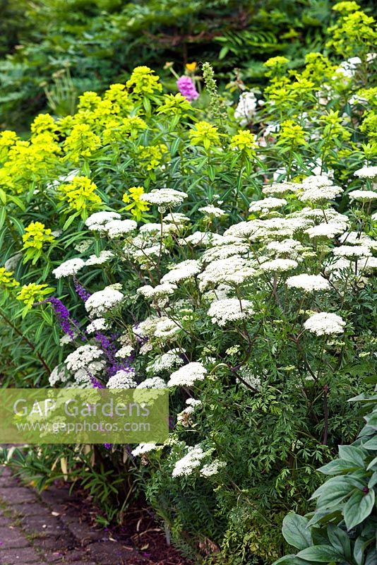 Cenolophium denudatum and Euphorbia - mid summer - RHS Wisley Garden