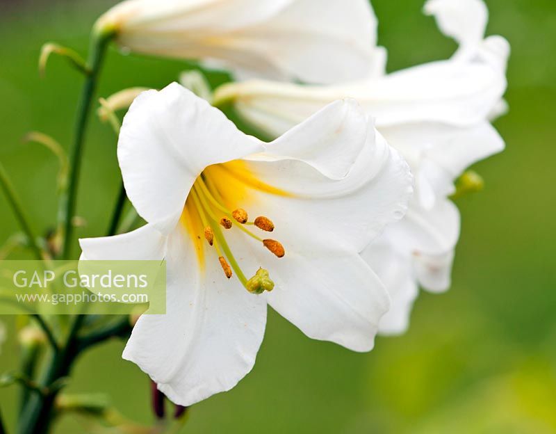 Lilium candidum - mid summer - Kew Gardens
