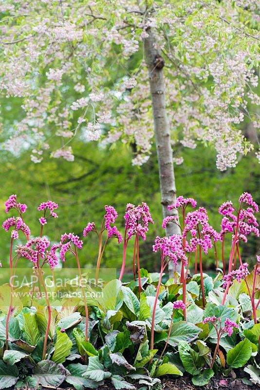 Bergenia 'Bizet' under Prunus x subhirtella pendula rosea plena. RHS Gardens, Wisley, Surrey