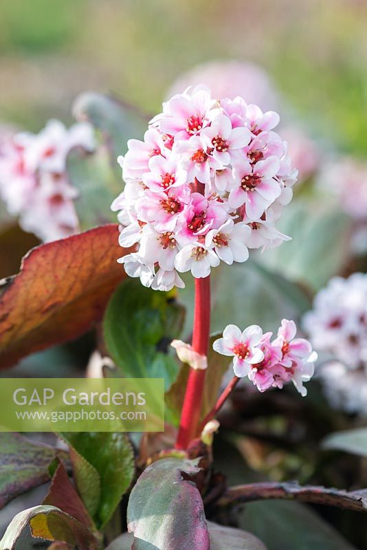 Bergenia 'Beethoven' 