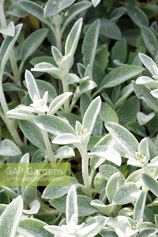 Stachys byzantina 'Cotton ball'