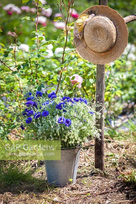 A bucket of Ammi majus and Centaurea cyanus Blue Boy with a sun hat. June