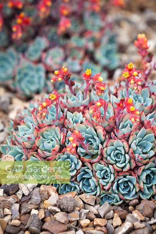 Echeveria glauca, glaucous echeveria. June.